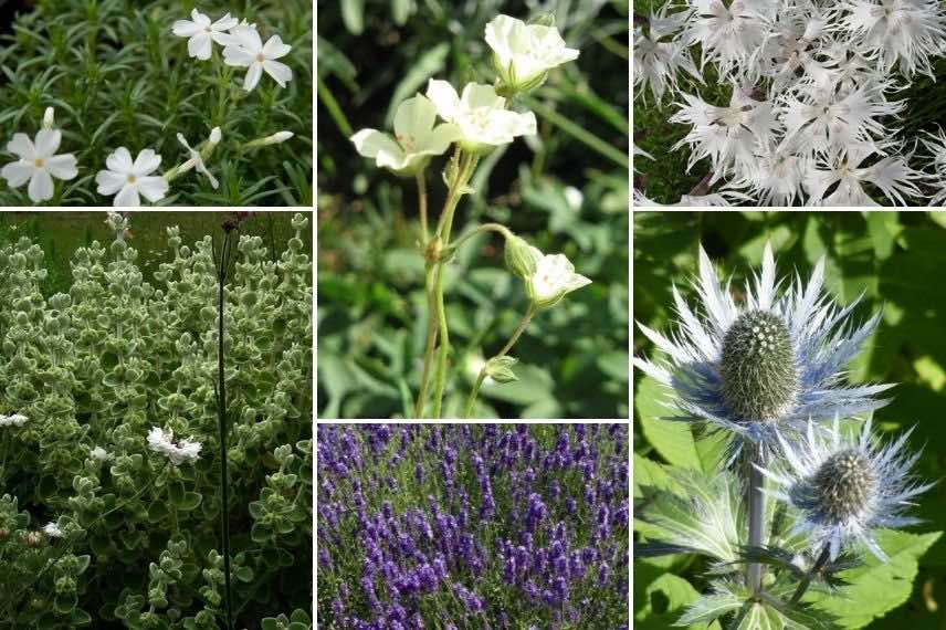 Associer l'Erodium : en bordure de massif