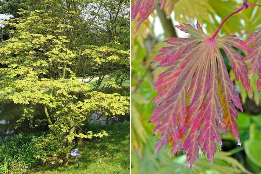 erables meconnus, erables atypiques, erables du japon, erables couleur automnale, erable originaux, erables meconnus, acers