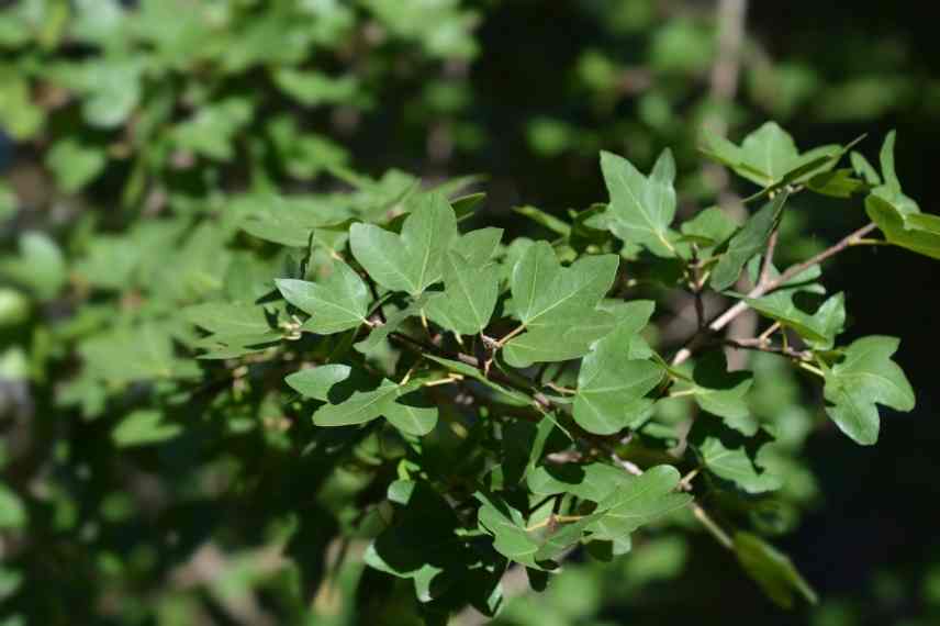 erables meconnus, erables atypiques, erables du japon, erables couleur automnale, erable originaux, erables meconnus, acers