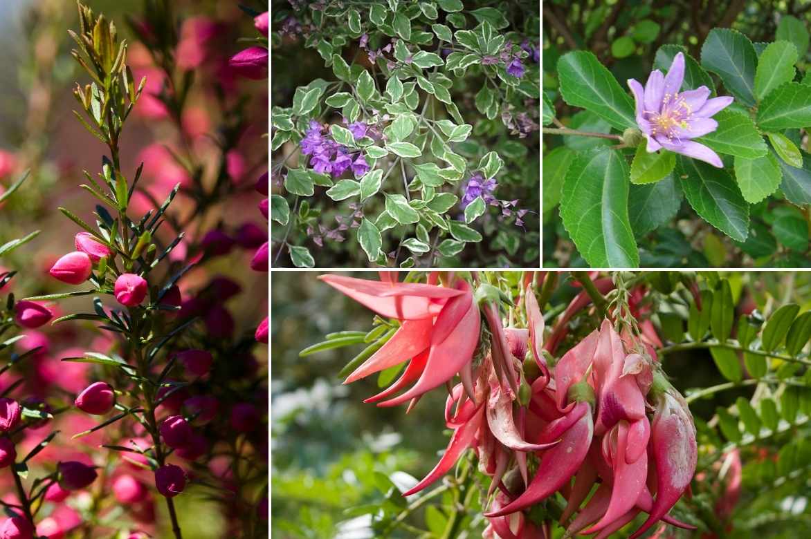 Clianthus puniceus, Pinces de homard : plantation, culture, entretien