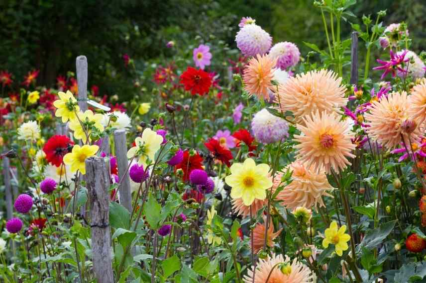 Associer fleurs roses, fleur rose association, floraison roses massif, fleurs roses massif, fleurs roses comment les marier