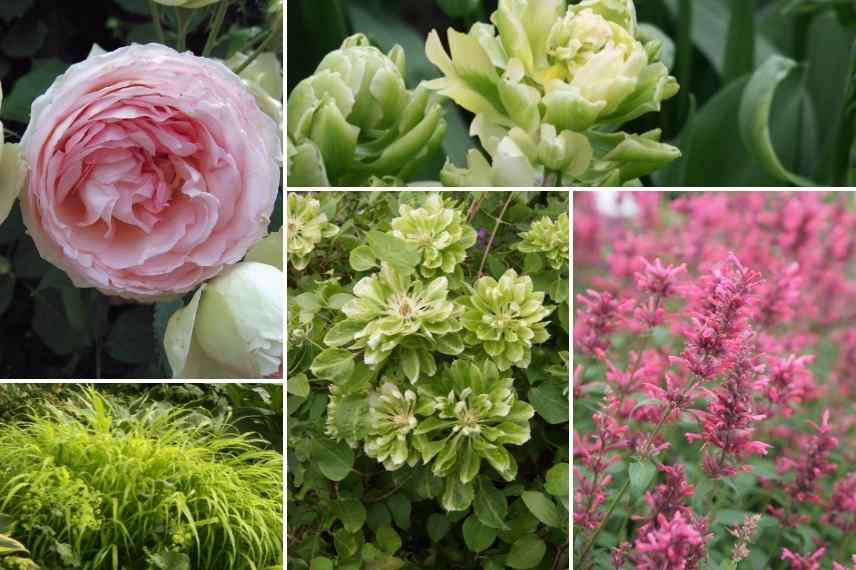 Associer fleurs roses, fleur rose association, floraison roses massif, fleurs roses massif, fleurs roses comment les marier