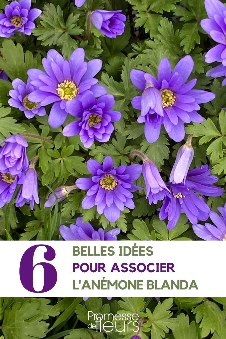 Associer les Anémones blanda - Promesse de Fleurs