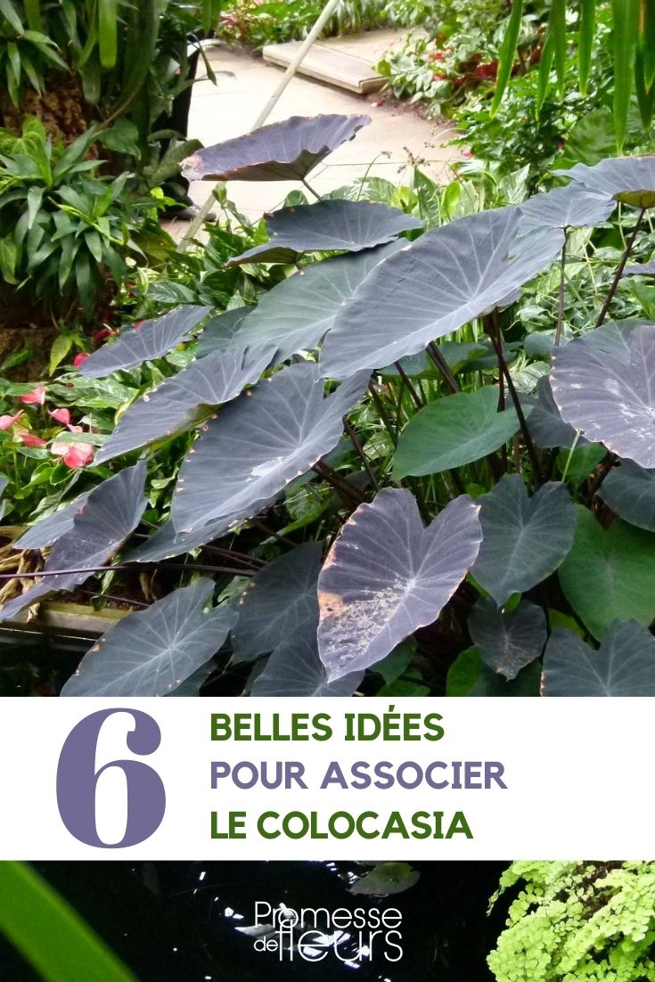 Associer les colocasia