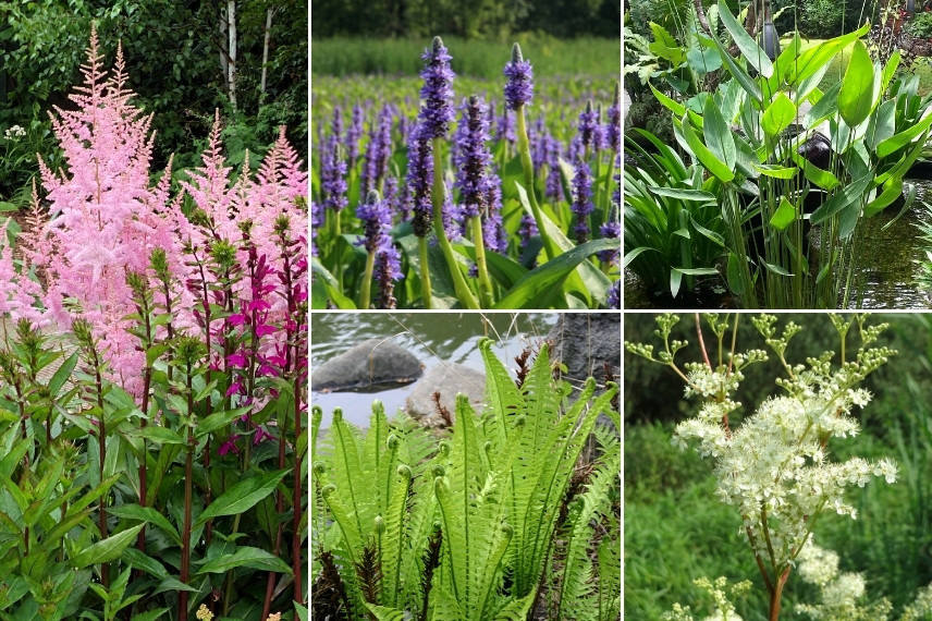 Inspiration pour associer l'Astilbe : en bordure de bassin