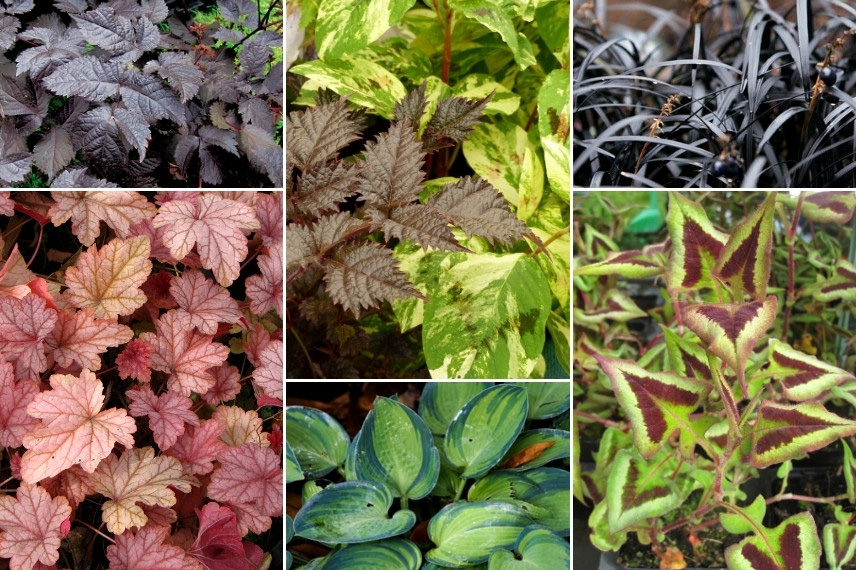 Inspiration pour associer l'Astilbe : feuillages colorés