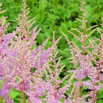 Astilbe 'Prof. van der Wielen' - Van Berkum Nursery