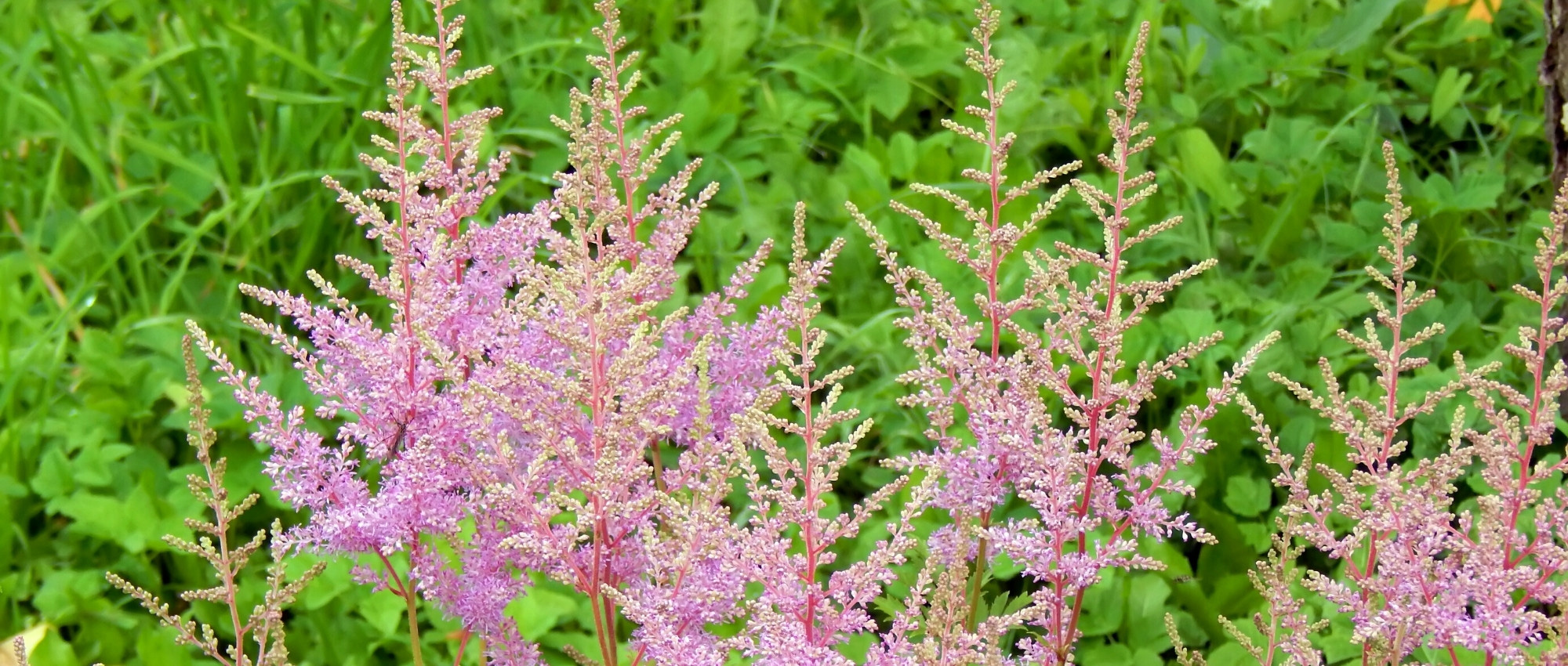 7 idées d'association pour jardin japonais - Promesse de Fleurs