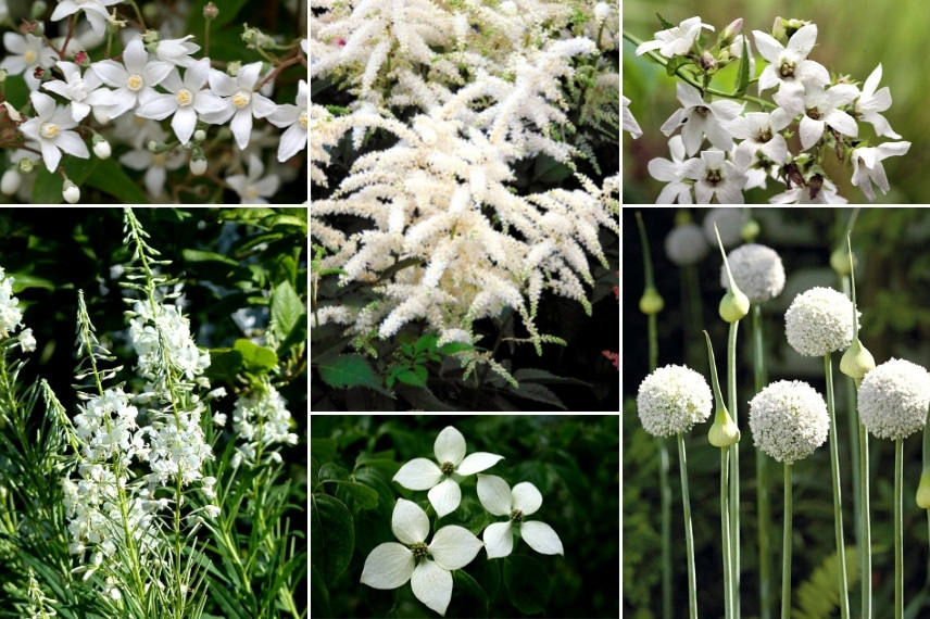 Inspiration pour associer l'Astilbe : jardin blanc