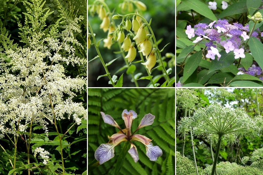 Inspiration pour associer l'Astilbe : jardin de sous-bois