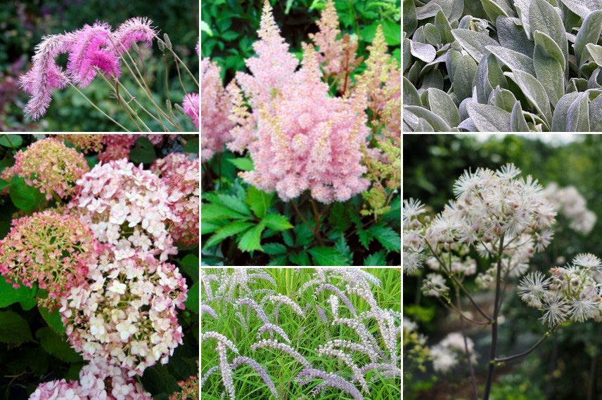 Inspiration pour associer l'Astilbe : avec des plantes doudou