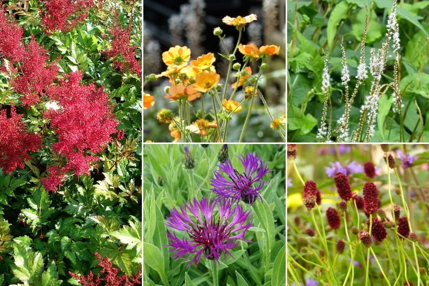 Inspiration pour associer l'Astilbe : jardin naturaliste