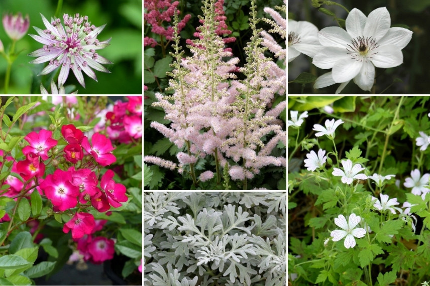 Inspiration pour associer l'Astilbe : jardin romantique