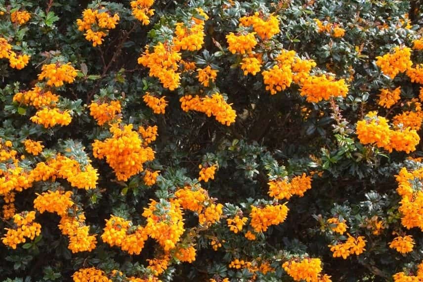 Le Berberis darwinii, au feuillage vert sombre et à la floraison jaune-orangée