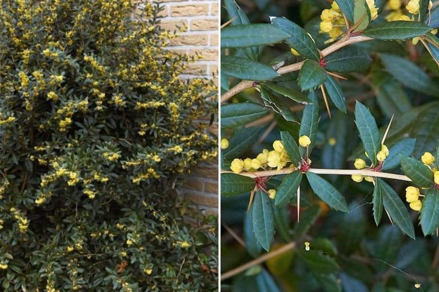 Berberis julianae : idéal pour une haie défensive