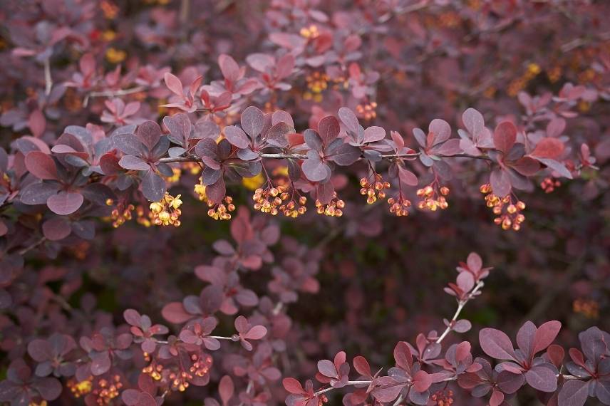 Le feuillage pourpre du Berberis thunbergii 'Atropurpurea'