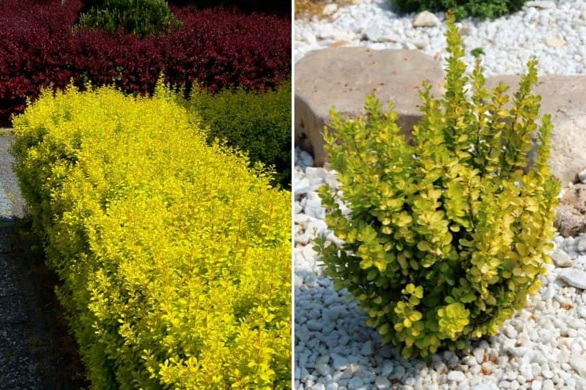 Le feuillage jaune-vert du Berberis thunbergii 'Golden Rocket'