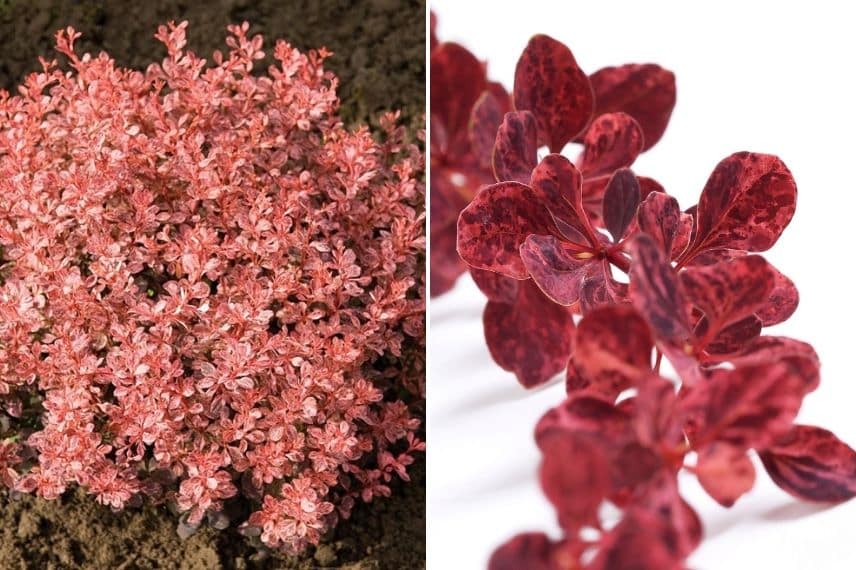 Les feuilles rouges - pourprées du Berberis thunbergii 'Inspiration'