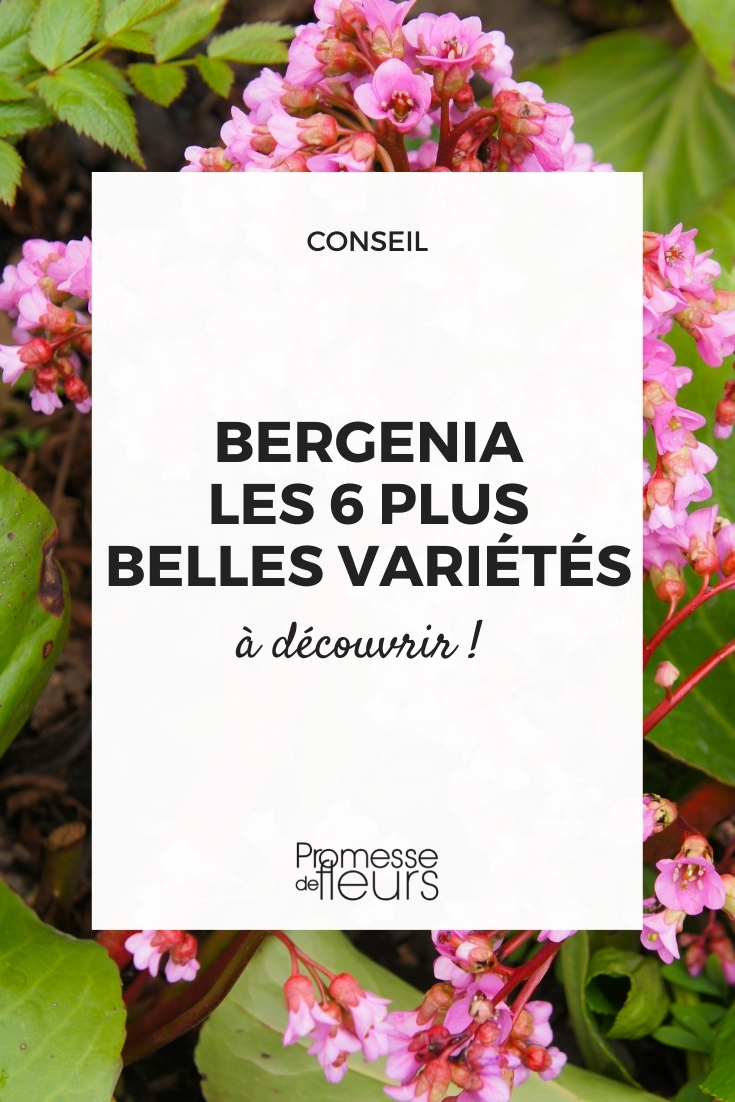 bergenias variétés à découvrir