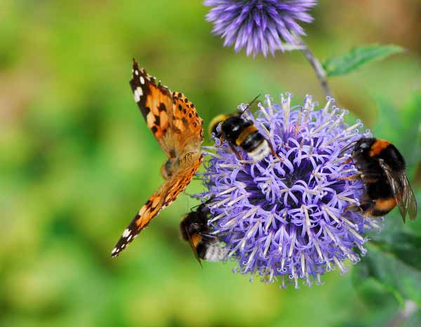 Comment les fleurs attirent-elles les insectes pollinisateurs ?