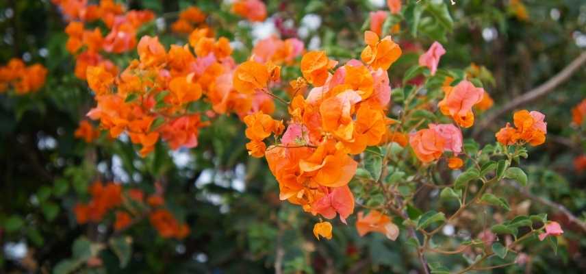 grimpante fleur orange, girmpante orange, plante grimpante floraison orange