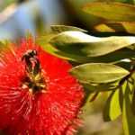 Bouturer un callistemon