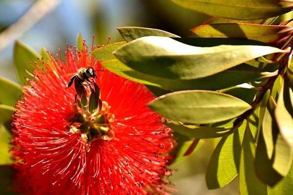 Bouturer un callistemon