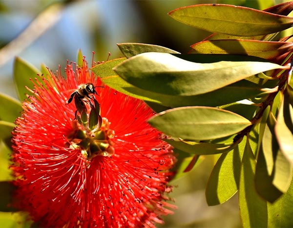 Bouturer un callistemon