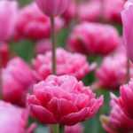 8 bulbes de printemps à fleurs roses qu'il faut avoir dans son jardin