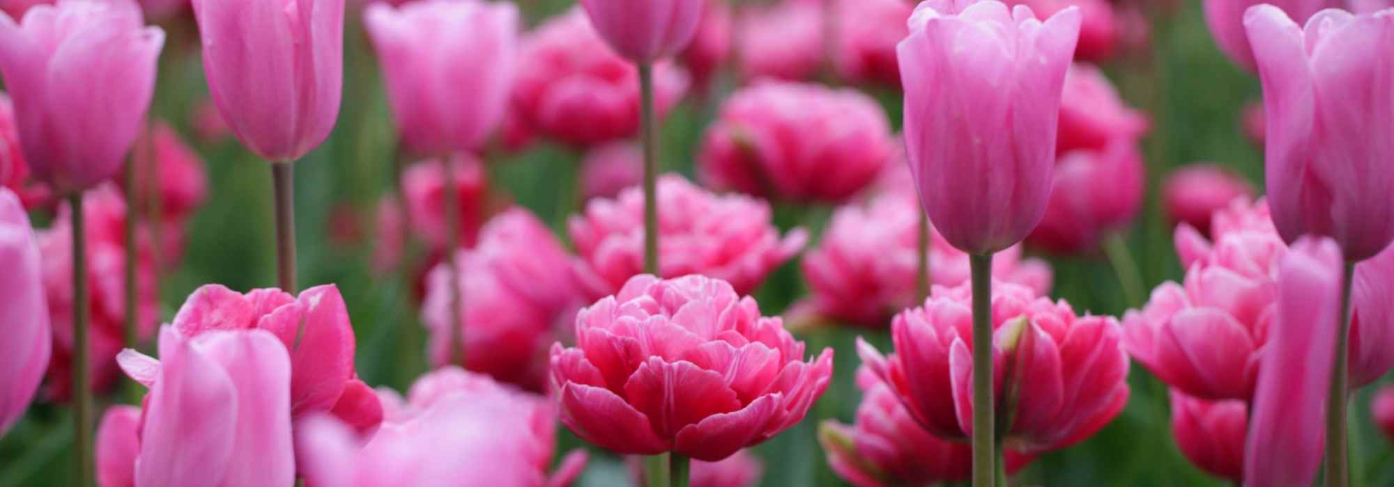 8 bulbes de printemps à fleurs roses qu'il faut avoir dans son jardin
