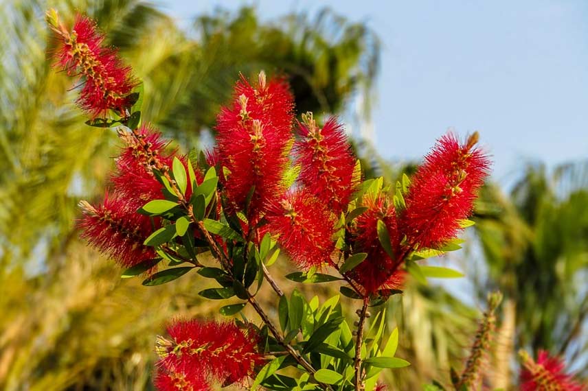 Maladies et parasites du callistemon ou rince-bouteille