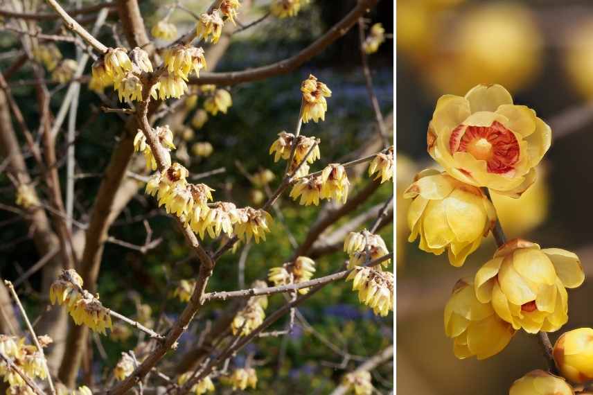 arbuste fleur hiver, arbuste floraison hivernale, arbuste fleurissant en hiver, arbuste intérêt hiver