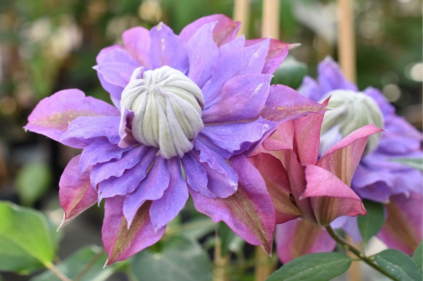  Clématites à floraison originale Clematis 'Diamantina'