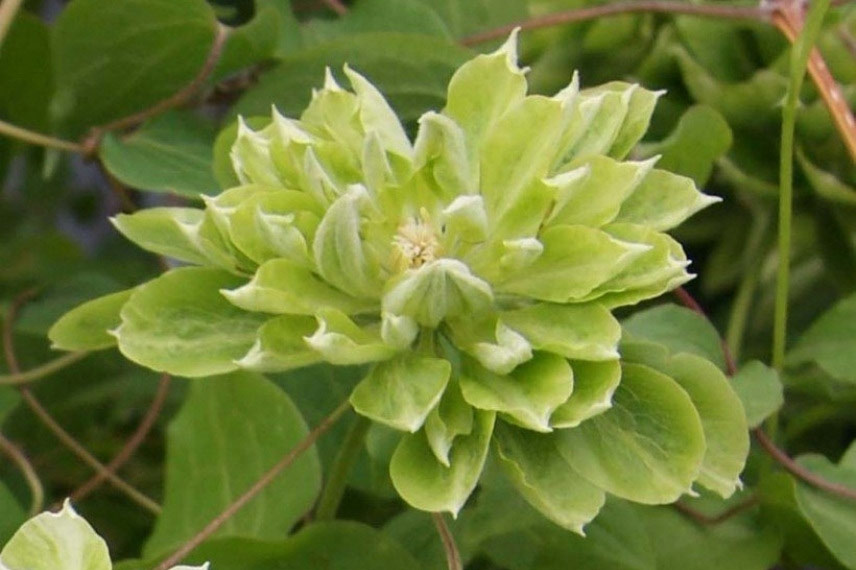 Clématites à floraison originale Clematis 'Green Passion'
