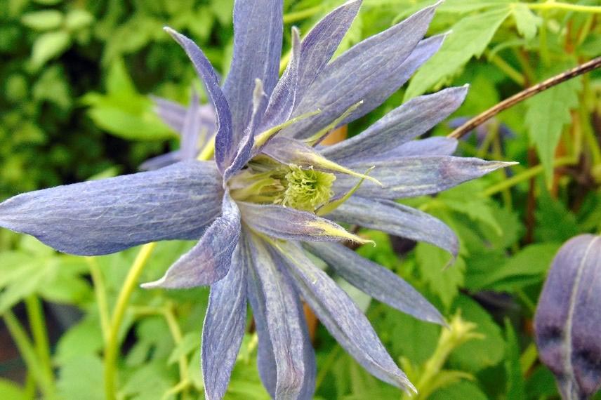  Clématites à floraison originale Clematis 'Spiky'