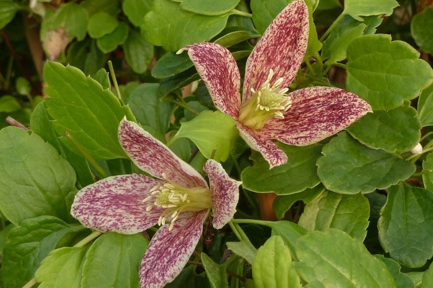  Clématites à floraison originale Clematis cirrhosa 'Freckles'