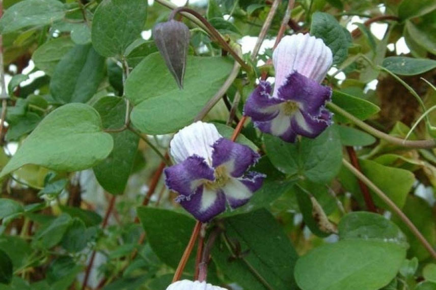  Clématites à floraison originale Clematis 'Spiky'