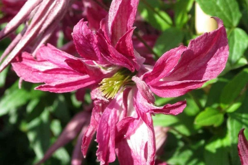  Clématites à floraison originale Clematis viticella Rosalyn