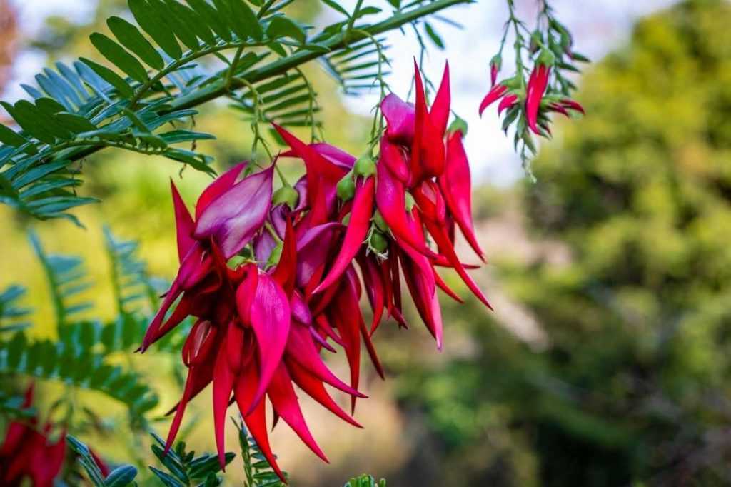 Clianthus, clianthus puniceus, pince de homard plante, pince de homard arbuste, bec de peroquet arbuste, bec de perroquet plantekaka beak, kakabeak,