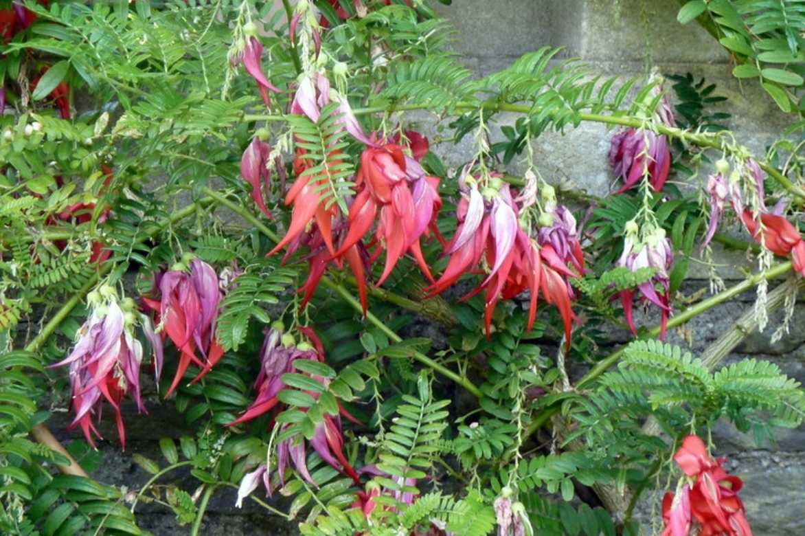 Clianthus, clianthus puniceus, pince de homard plante, pince de homard arbuste, bec de peroquet arbuste, bec de perroquet plantekaka beak, kakabeak,