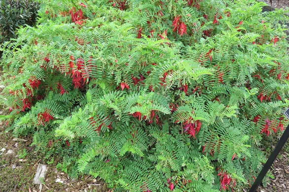 Clianthus, clianthus puniceus, pince de homard plante, pince de homard arbuste, bec de peroquet arbuste, bec de perroquet plantekaka beak, kakabeak,