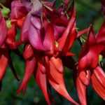 Clianthus puniceus, Pince de homard : planter et cultiver