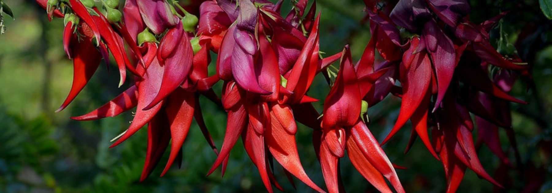 Clianthus puniceus, Pince de homard : planter et cultiver