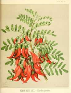 Clianthus, clianthus puniceus, pince de homard plante, pince de homard arbuste, bec de peroquet arbuste, bec de perroquet plantekaka beak, kakabeak,