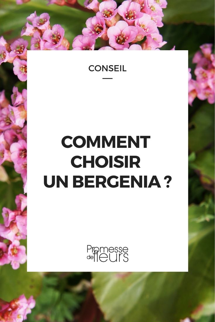 faire choix bergenia