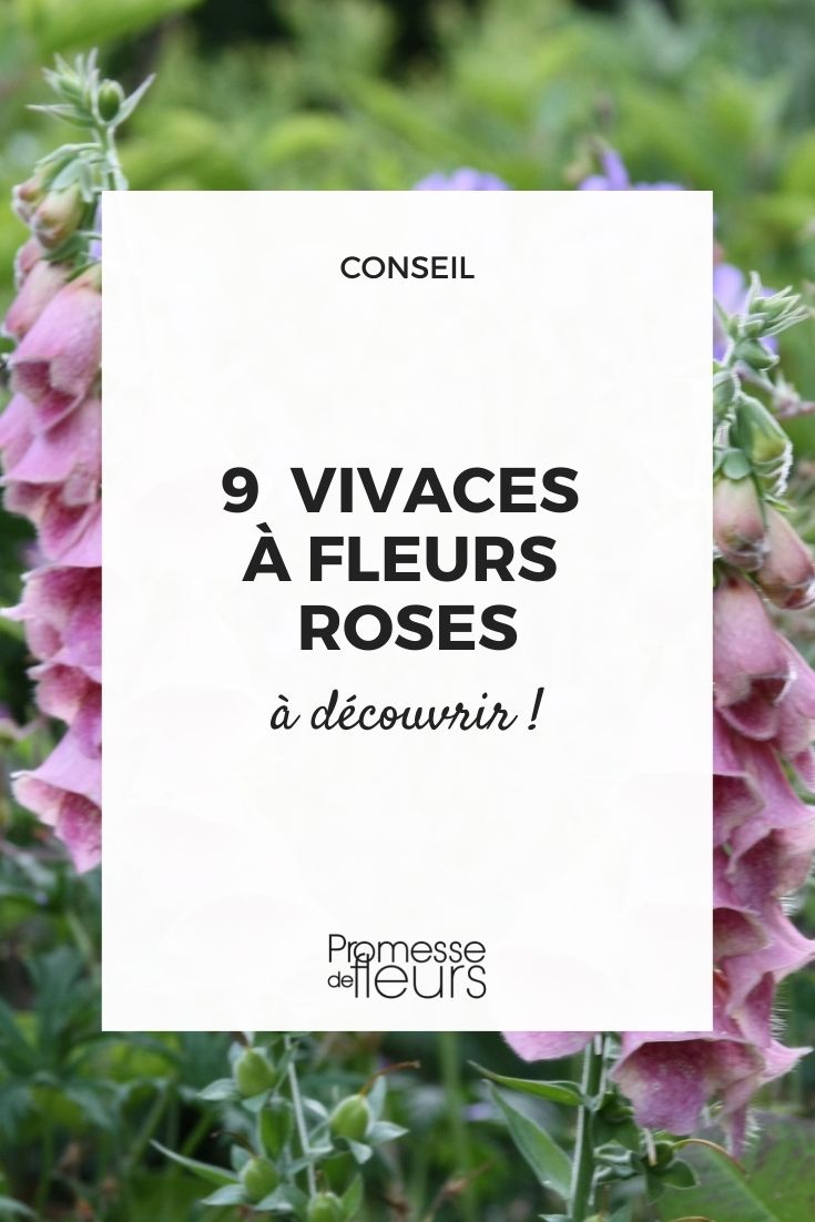 plantes vivaces floraison rose