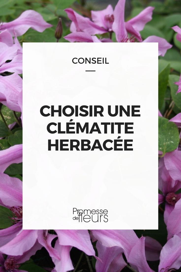 clématites herbacées