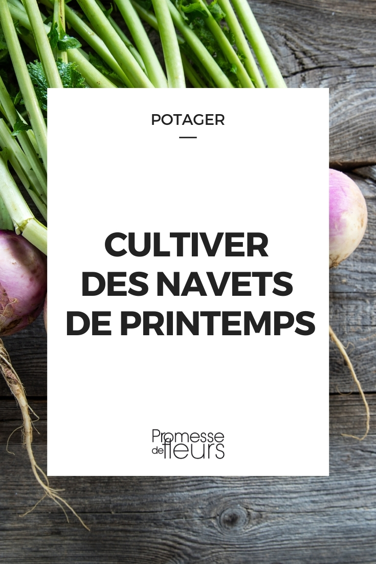 Culture navets printemps