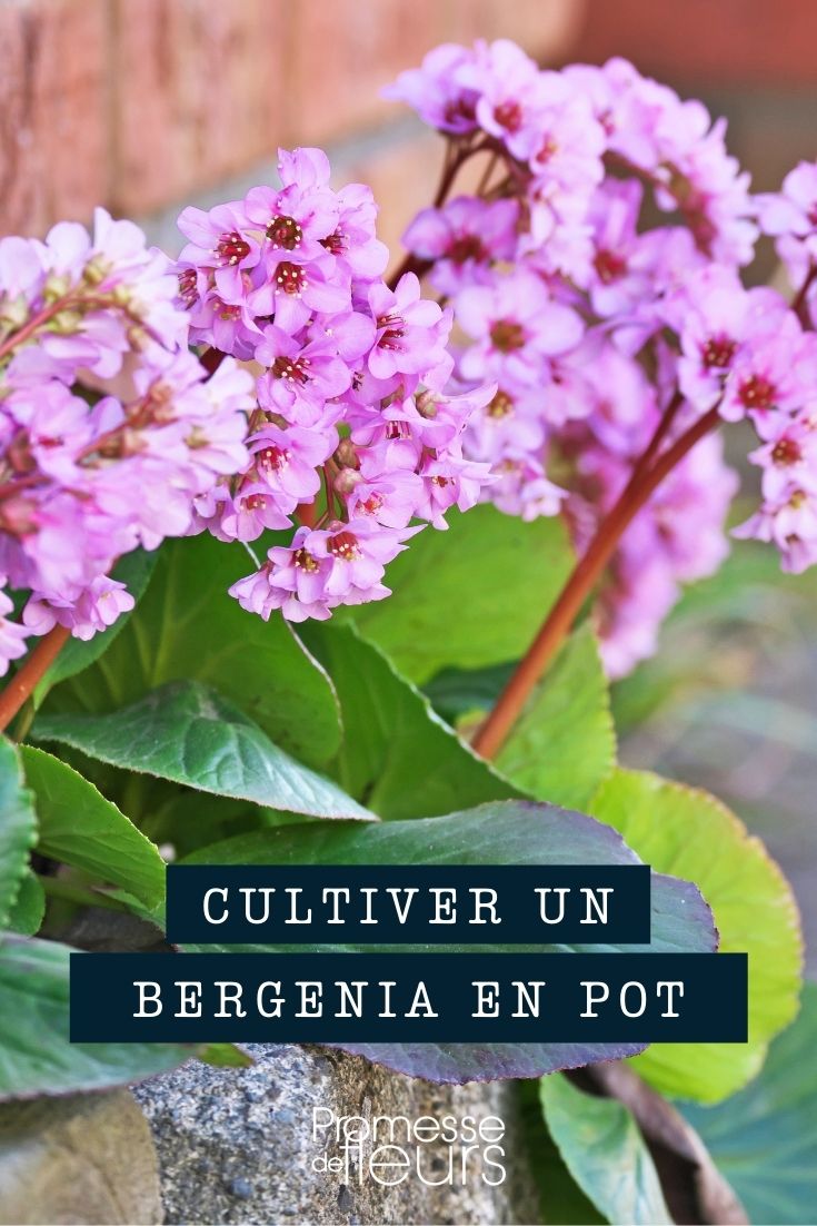 culture bergenia pot jardinière