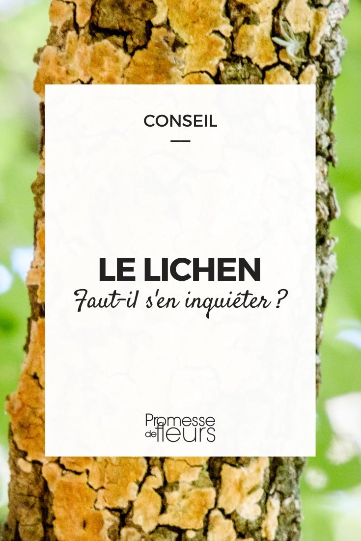 lichen végétaux arbres arbustes